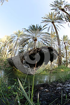 Date palm , tree of the palm family cultivated for its sweet edible fruits. The date palm has been prized from remotest antiquity