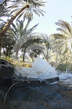 Date palm , tree of the palm family cultivated for its sweet edible fruits. The date palm has been prized from remotest antiquity