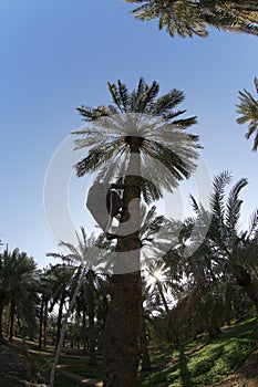 Date palm , tree of the palm family cultivated for its sweet edible fruits. The date palm has been prized from remotest antiquity