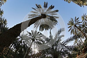 Date palm , tree of the palm family cultivated for its sweet edible fruits. The date palm has been prized from remotest antiquity