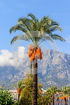 Date palm tree Phoenix dactylifera with ripening date fruits against blue sky