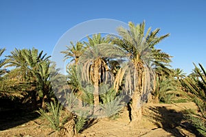 Date palm tree plantation