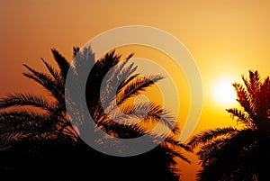 Date palm tree silhouette at beautiful sunset in Dubai, UAE. Palms, orange sky and sun on persian gulf beach. Middle east hoiday