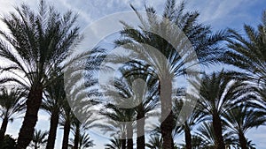 Date Palm Tree Silhouettes in Coachella