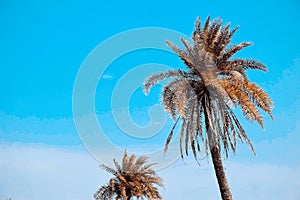 Date palm tree and sky, picture taken in the sun