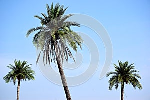 Date palm tree and sky, picture taken in the sun