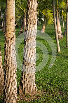 Date palm tree trunk