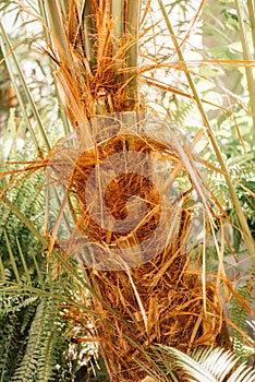 Date palm tree trunk. Date palm