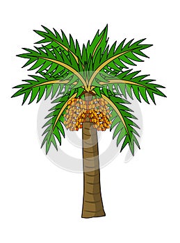 Date Palm Tree vector illustration