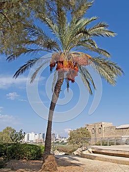 Date palm tree in Yaffo, Israel photo