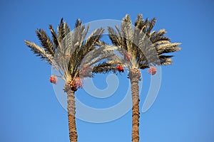 Date-palm trees