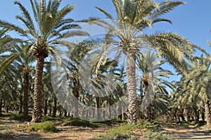 Date palm trees