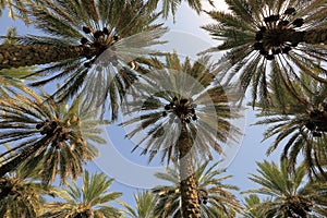 Date palm trees