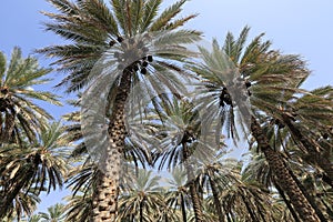 Date palm trees