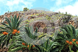 Date-palm trees