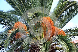 Date-palm trees