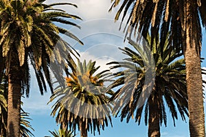 Date palm trees