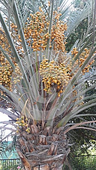 Date palm trees abu dhahi