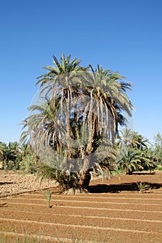 Date palm trees in Africa