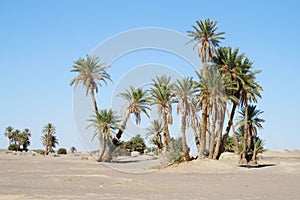 Date palm trees in Africa oasis