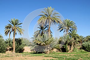Date palm trees in Africa
