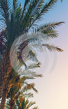 date palm trees against the sky. Selective focus