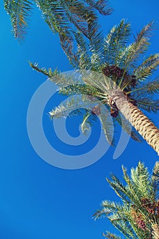date palm trees against the sky. Selective focus