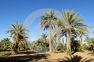 Date palm trees agriculture