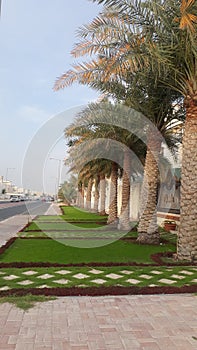Date Palm trees in Aziziya doha
