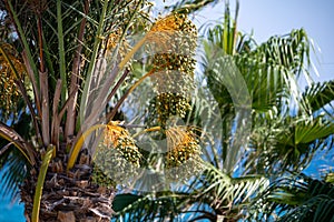 Date palm trees and blue sea on background