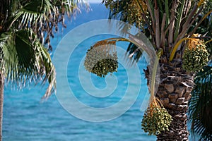 Date palm trees and blue sea on background