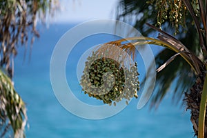 Date palm trees and blue sea on background