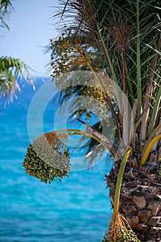 Date palm trees and blue sea on background