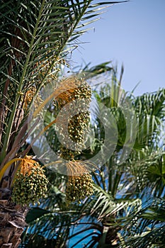 Date palm trees and blue sea on background