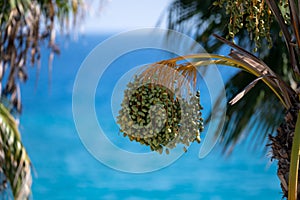 Date palm trees and blue sea on background