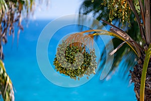 Date palm trees and blue sea on background