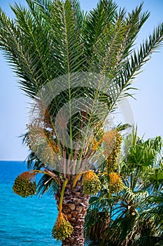 Date palm trees and blue sea on background