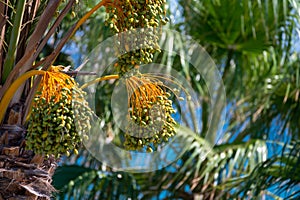 Date palm trees and blue sea on background