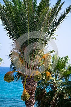 Date palm trees and blue sea on background