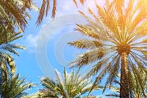 Date palm trees on blue sky background. Copy space for text.