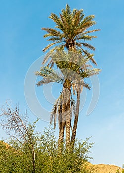 Date Palm trees on blue sky background in Oman