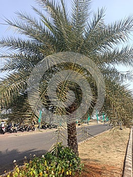 Date palm trees in cibitung Indonesia