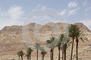 Date palm trees, En Gedi oasis, Israel