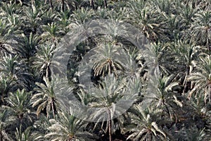 Date palm trees farm, view from above