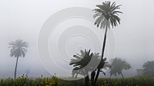 Date palm trees in the fog