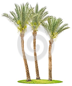 Date palm trees on green grass isolated