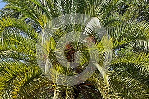 Date palm trees leaves on tropical garden