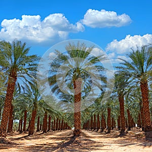 Date palm trees in Mediterranean