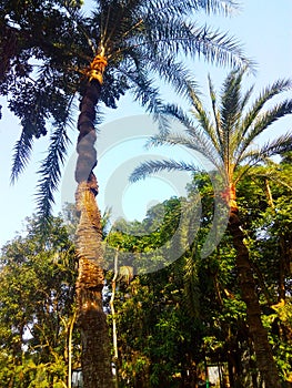 Date palm trees in my village.