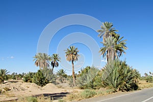 Date palm trees near the asphalt road